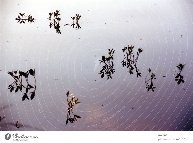 Schwedische Floristik Farbfoto Gedeckte Farben Außenaufnahme abstrakt Menschenleer Textfreiraum rechts Tag Silhouette Reflexion & Spiegelung Sonnenlicht Umwelt