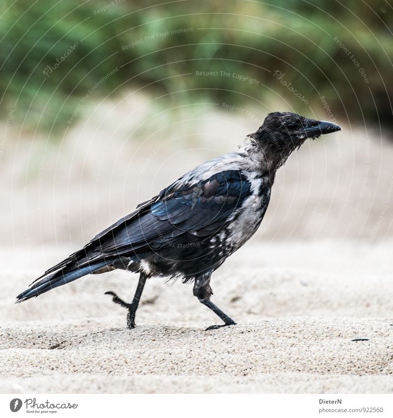 Ich gehe! Tier Wildtier Vogel 1 braun grau grün schwarz Krähe Sand Farbfoto Außenaufnahme Menschenleer Textfreiraum links Textfreiraum rechts Textfreiraum oben