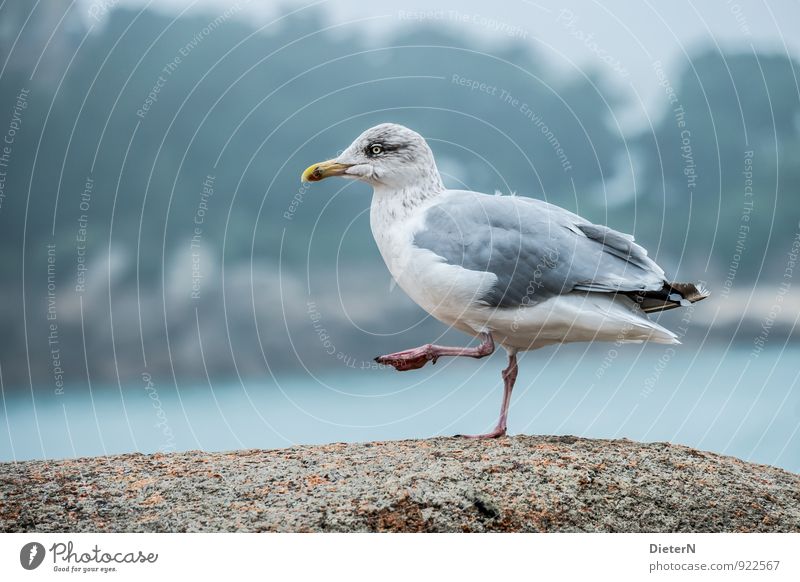 Tanz Küste Tier Wildtier Vogel Flügel 1 blau grau türkis weiß Möwe gehen Beine Farbfoto Außenaufnahme Menschenleer Textfreiraum links Textfreiraum rechts