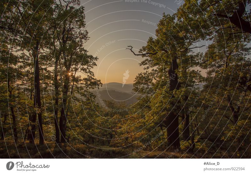 Thüringer Wald-Landschaft Ferien & Urlaub & Reisen Ausflug Abenteuer Ferne Freiheit Natur Sonnenaufgang Sonnenuntergang Herbst Schönes Wetter Pflanze Baum blau