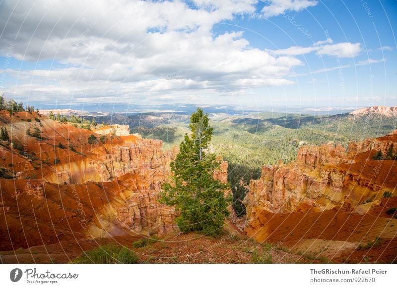 Bryce - Tanne Umwelt Natur Landschaft Erde Sand Himmel Wolken blau braun gold grau grün orange schwarz weiß Baum Bryce Canyon Bryce Canyon National Park Felsen