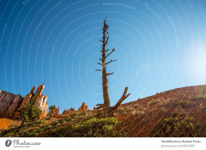 Baum Umwelt Natur Landschaft Erde Sand blau braun gelb grün orange schwarz Bryce Canyon Bryce Canyon National Park Baumstamm Tod Felsen Himmel (Jenseits) Hügel