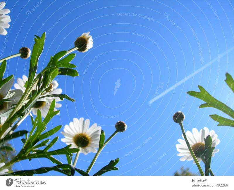 dem Himmel entgegen Blume Frühling weiß Magaritten blau