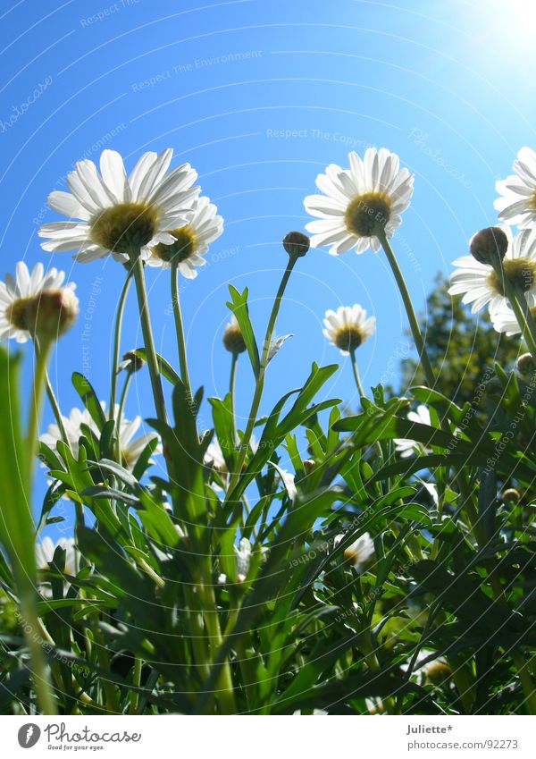 Käferperspektive Blume grün Frühling frisch Magaritten Himmel Farbe