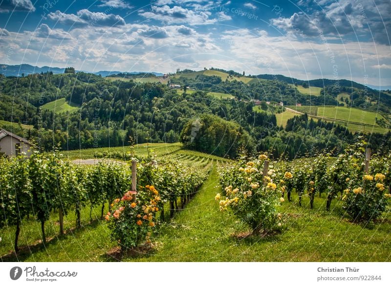 Sommer Chill out Gesundheit Wellness Leben harmonisch Wohlgefühl Zufriedenheit Sinnesorgane Erholung ruhig Meditation Ferien & Urlaub & Reisen Tourismus Ausflug