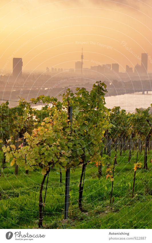 Morgen über Wien 3 Umwelt Natur Landschaft Pflanze Luft Wasser Himmel Horizont Sonnenaufgang Sonnenuntergang Sonnenlicht Herbst Wetter Schönes Wetter Gras