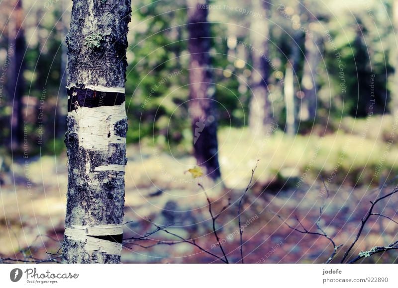 Tapetenwechsel Umwelt Natur Pflanze Schönes Wetter Baum Wald Berge u. Gebirge hell Baumrinde Birke Waldlichtung Baumstamm Waldboden herbstlich verlieren häuten