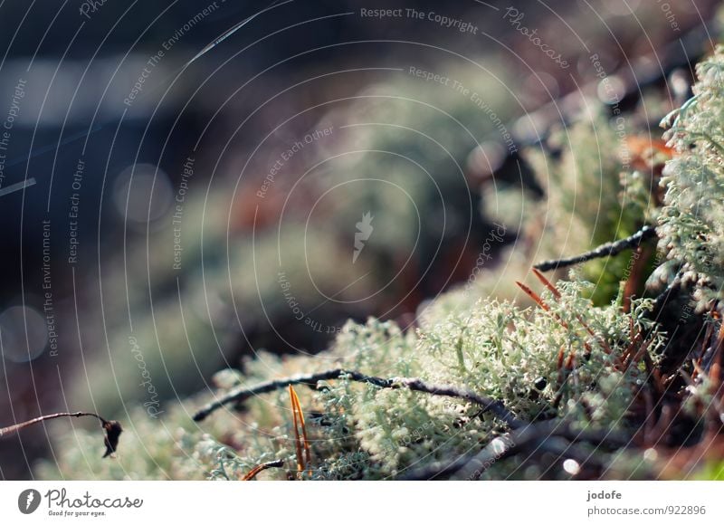 Mikrokosmos II Umwelt Natur Pflanze Wald schön Waldboden Moos Flechten Zweige u. Äste glänzend ruhig Mikrofotografie Herbst herbstlich Farbfoto Gedeckte Farben