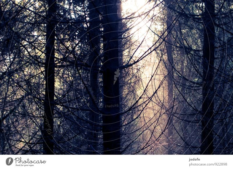 Und es werde ... Umwelt Natur Landschaft Pflanze Sonne Sonnenlicht Herbst Schönes Wetter Nebel Baum Berge u. Gebirge Stimmung Optimismus Vertrauen geduldig