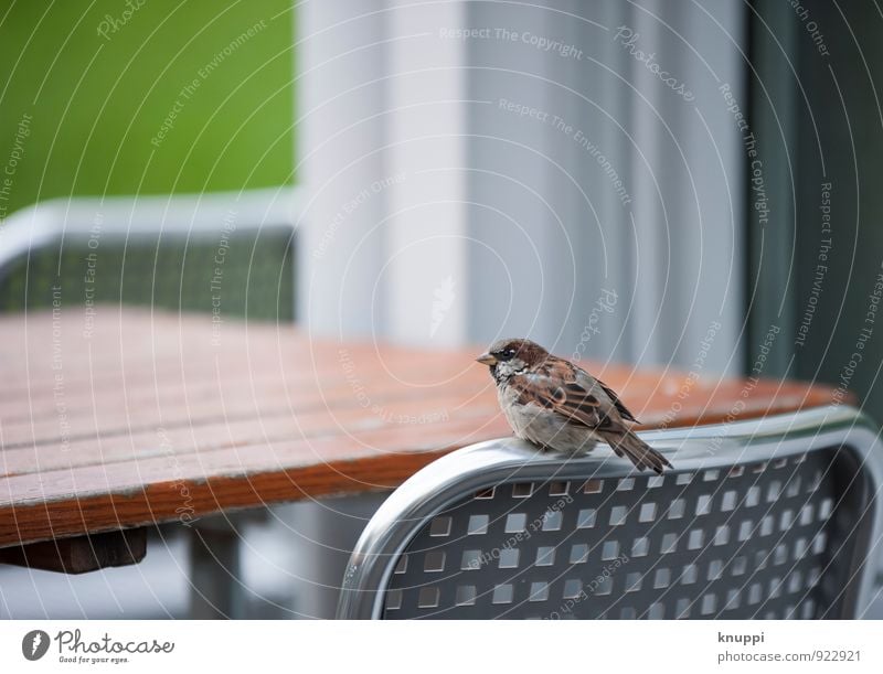 Wo bleibt mein Kaffee!?... Umwelt Natur Wolken Sonne Sonnenlicht Sommer Herbst Schönes Wetter Park Tier Wildtier Vogel Spatz 1 Tisch Tischplatte Stuhl