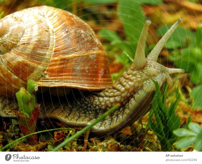 Weinbergschnecke *1 Landlungenschnecke Tier Haus Schneckenhaus schleimig Schleim Fühler krabbeln langsam Geschwindigkeit Spirale Blatt Gras zurückziehen