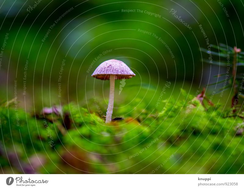 Zwergenschirmchen Umwelt Natur Erde Sonne Sonnenlicht Herbst Wetter Schönes Wetter Pflanze Pilz Pilzhut Pilzsuppe Park Wald Hügel außergewöhnlich Duft frisch