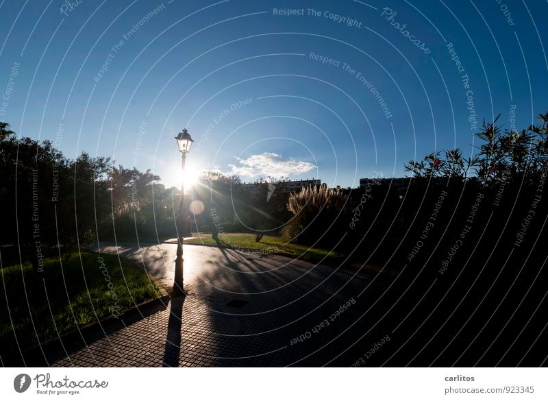 Gegenlichtlaternchen Himmel Sonnenlicht Sommer Schönes Wetter Wärme Ferne Straßenbeleuchtung mediterran Mallorca Ferien & Urlaub & Reisen Farbfoto Licht