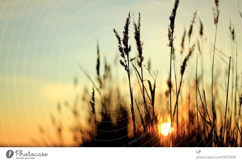 II0II Umwelt Natur Landschaft Pflanze Urelemente Luft Himmel Sonne Sonnenaufgang Sonnenuntergang Winter Sträucher Grünpflanze Wildpflanze fest Ferne natürlich