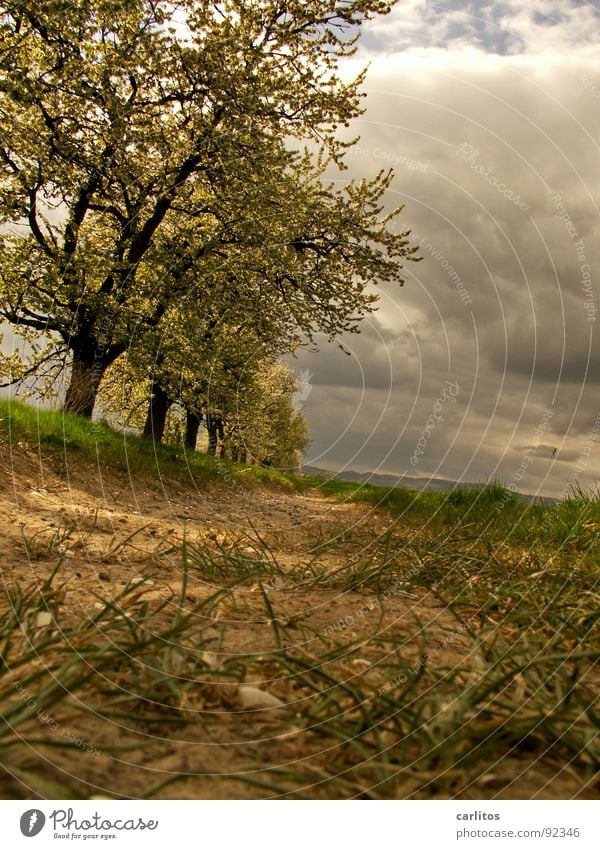 Schieflage Baum Frühling Blatt Blattknospe Photosynthese Sauerstoff Blattgrün Blüte Obstbaum Feldmark Bilderrätsel Froschperspektive Wolken Fußweg