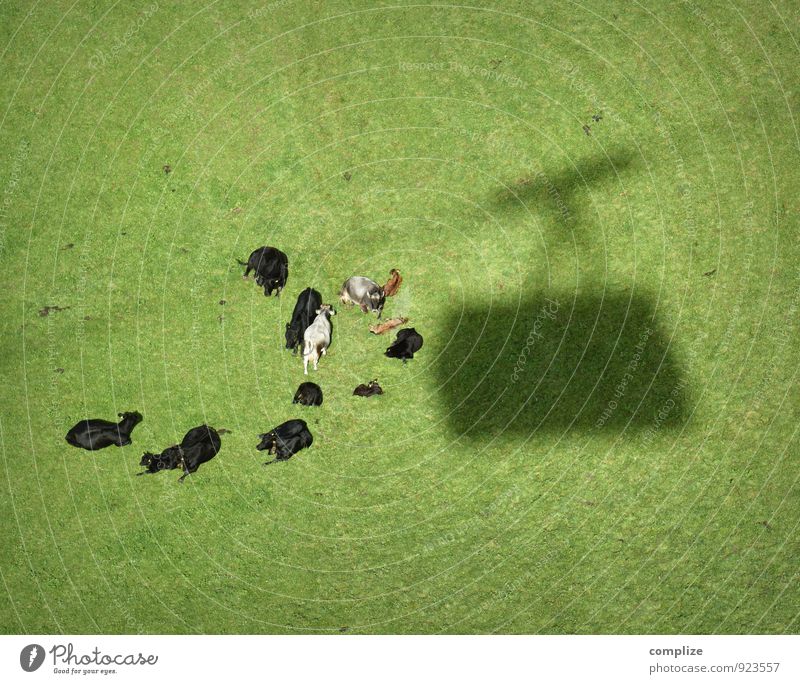 Ausgebremst Lebensmittel Fleisch Wurstwaren Käse Milcherzeugnisse Ernährung Erholung ruhig Umwelt Sonne Klima Pflanze Gras Sträucher Grünpflanze Wiese Hügel