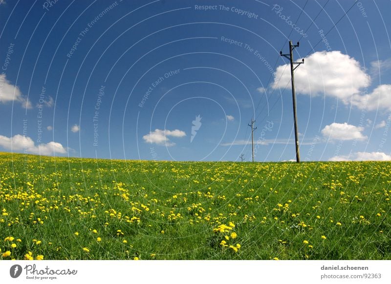 neulich auf der Wiese Sommer Frühling Hintergrundbild Wolken schön zyan Freizeit & Hobby Blume Blüte grün gelb Löwenzahn Erholung Elektrizität Himmel Wetter