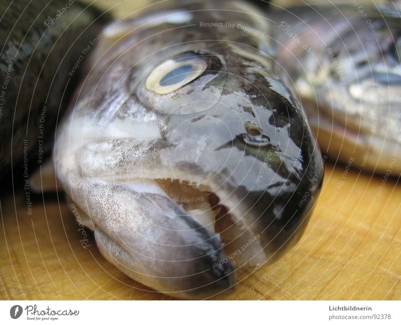 forelle roh Tod weiß lügen Freizeit & Hobby frisch Lachs Schweinefilet ausbreiten Tier Küche kochen & garen Regenbogen biegen Angeln Meeresfrüchte nah Fischkopf