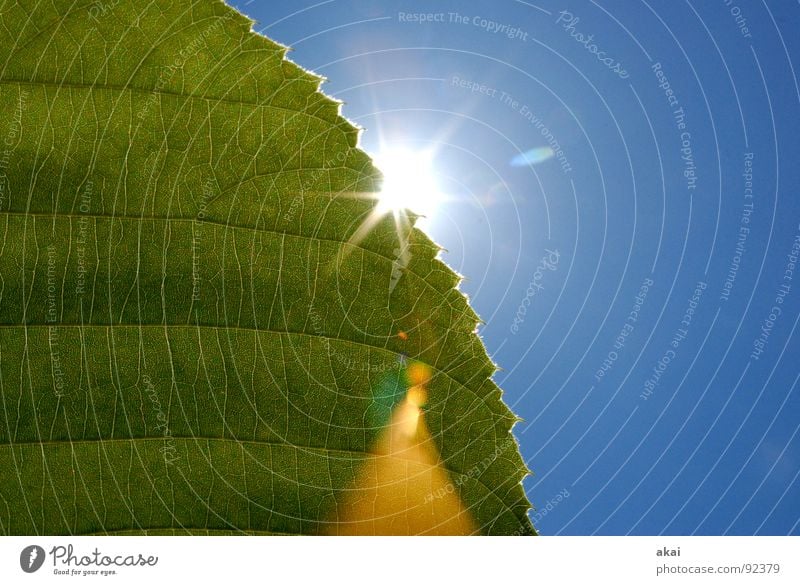 Das Blatt 8 Pflanze grün Botanik Pflanzenteile Kletterpflanzen pflanzlich Umwelt Sträucher Gegenlicht Hintergrundbild Baum nah Licht Photosynthese reif Gefäße