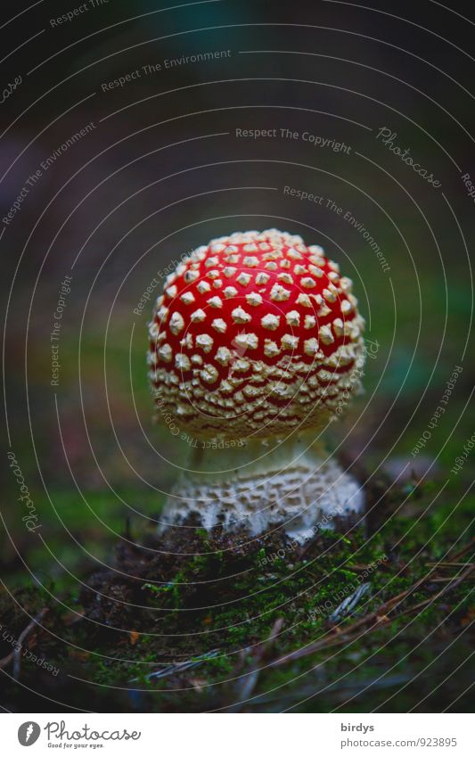 Glückspilz Natur Erde Herbst Fliegenpilz leuchten ästhetisch Duft exotisch positiv schön rot weiß Waldboden Pilz Gift Symbolismus Farbfoto Außenaufnahme