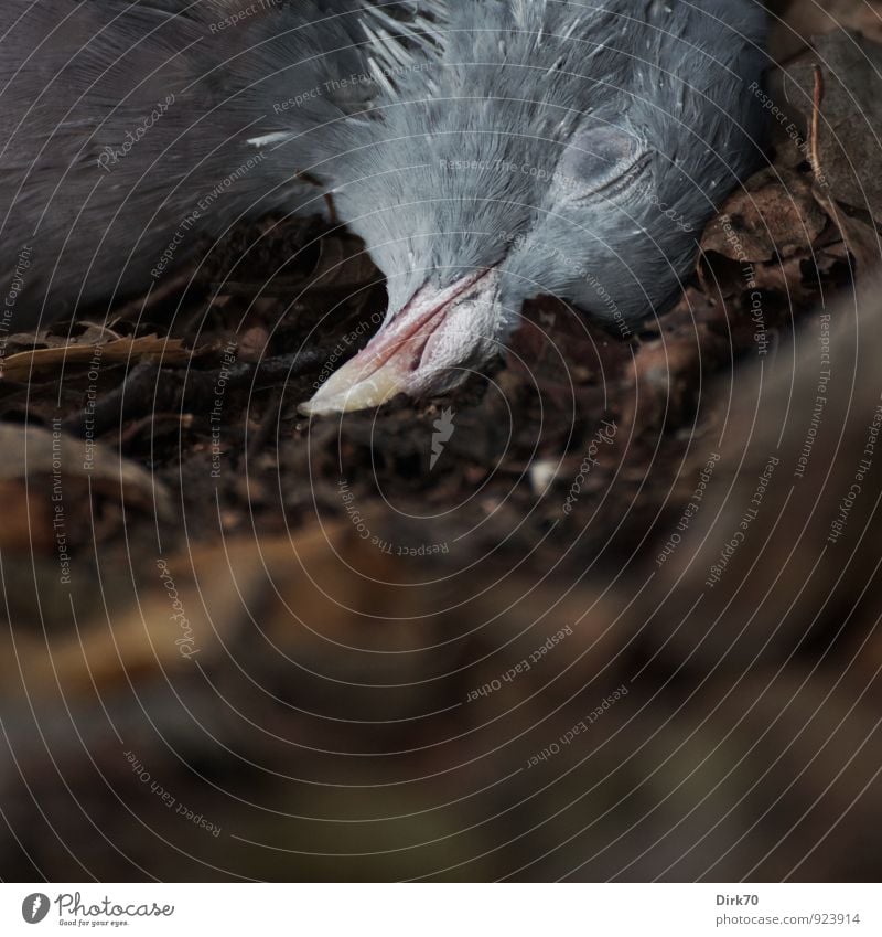 Death by the wayside Natur Erde Herbst Blatt Herbstlaub Tier Wildtier Totes Tier Vogel Taube Tiergesicht Ringeltaube Schnabel Kopf 1 liegen träumen dunkel braun