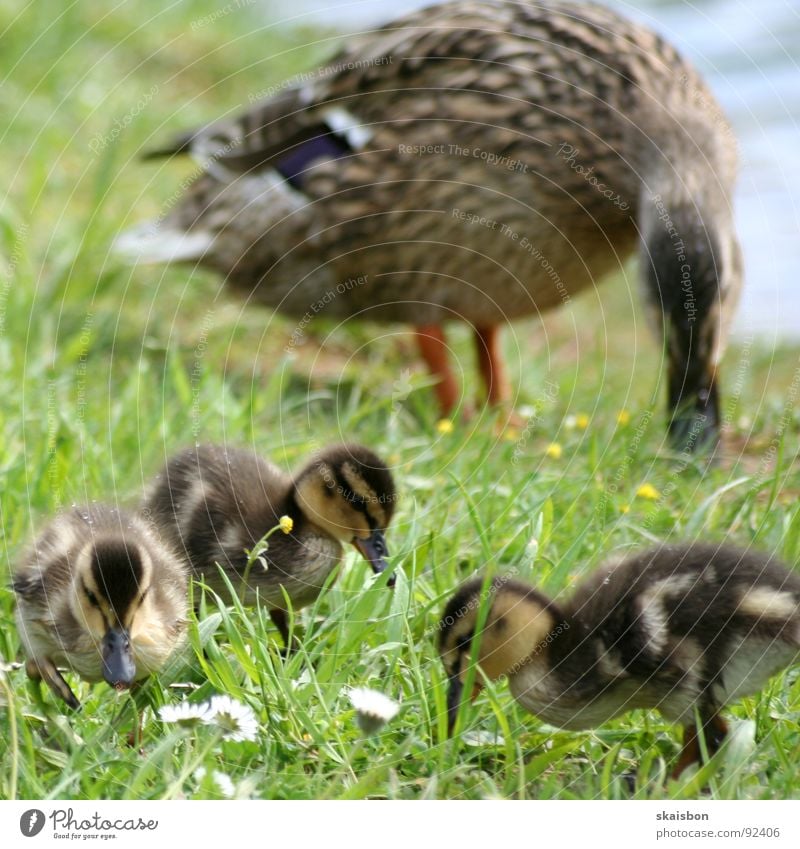 auf der suche Lebensmittel Ernährung Bildung Berufsausbildung Natur Tier Frühling Blume Gras Park Wiese Küste Fluss Vogel beobachten fangen Fressen klein