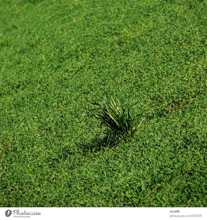 es grünt so grün Gras Wiese Grasbüschel Feld einheitlich Halm Einsamkeit Sommer Frühling rasenmähen Rasen vergessen verrückt Büschel Blumenstrauß Neigung