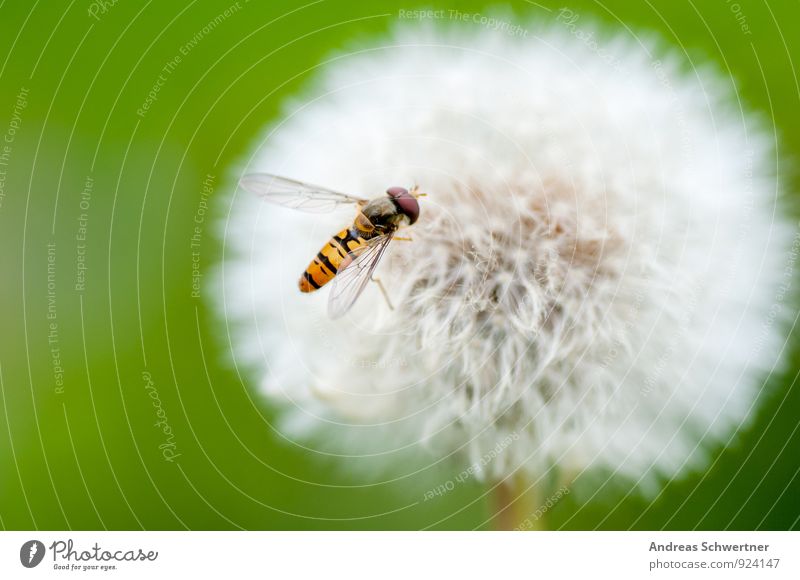 Pusteblume Umwelt Natur Pflanze Frühling Sommer Blume Gras Wildpflanze Garten Wiese Biene Flügel 1 Tier Freundlichkeit Fröhlichkeit Gesundheit hell klein