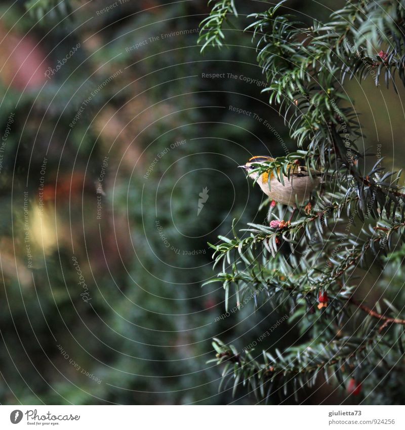 Sommergoldhähnchen Umwelt Natur Herbst Baum Eibe Garten Tier Wildtier Vogel Singvögel 1 gelb grün rot Glück Zufriedenheit Lebensfreude Tierliebe schön Idylle