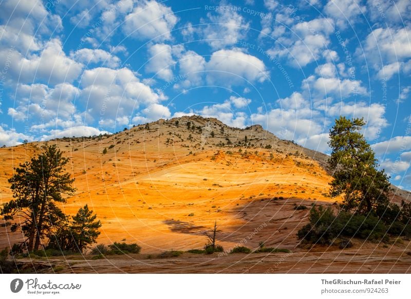 Zion-ara Umwelt Natur Himmel Wolken Sonnenaufgang Sonnenuntergang Sonnenlicht ästhetisch außergewöhnlich Stimmungsbild Altokumulus floccus Stein Felsen Baum