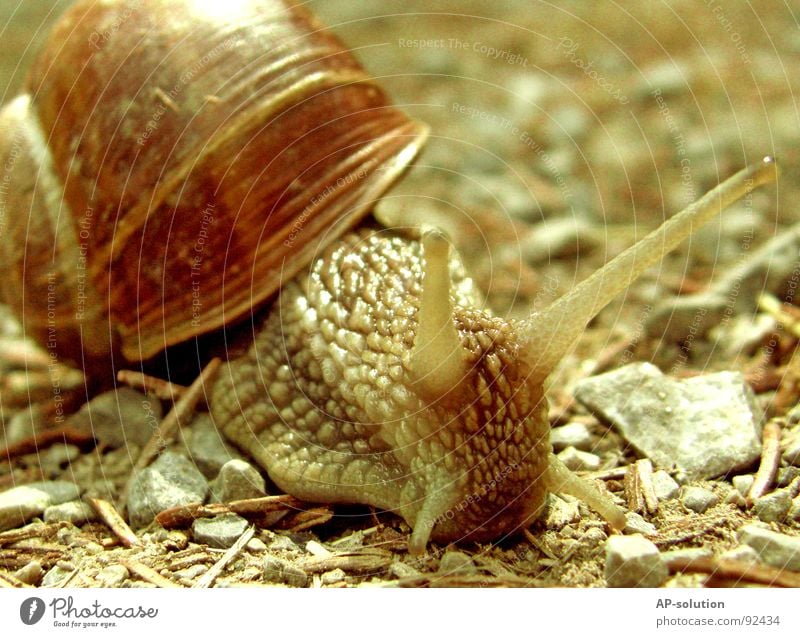 Weinbergschnecke *2 Landlungenschnecke Tier Haus Schneckenhaus schleimig Schleim Fühler krabbeln langsam Geschwindigkeit Spirale Blatt Gras zurückziehen