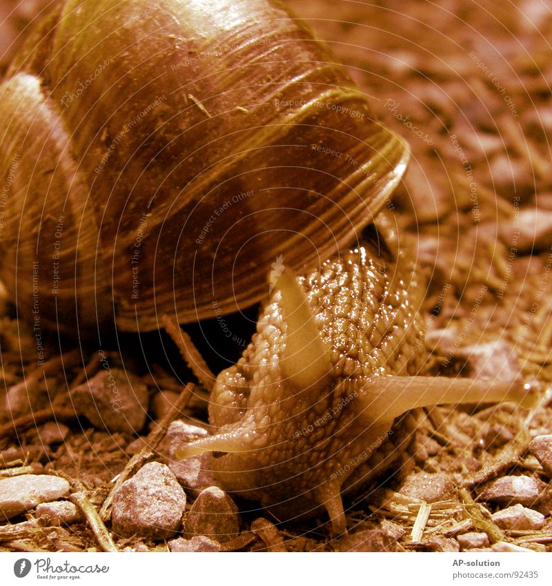 Weinbergschnecke *3 Landlungenschnecke Tier Haus Schneckenhaus schleimig Schleim Fühler krabbeln langsam Geschwindigkeit Spirale Blatt Gras zurückziehen