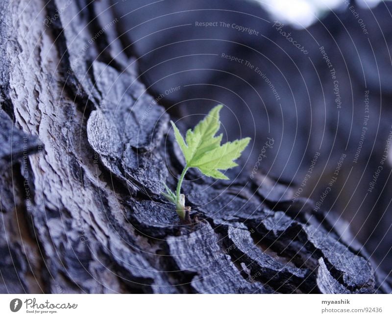 Green Leaf Natur springen Tree Plants jungle pine tree