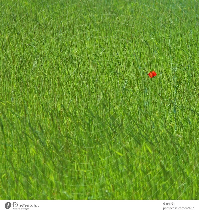 lonesome poppy Fleck Farbfleck Gras Wiese Feld Mohnfeld saftig grün grasgrün Mohnblüte rot Einsamkeit Blume verloren Farbe Blütenknospen mohnknospen saftiggrün