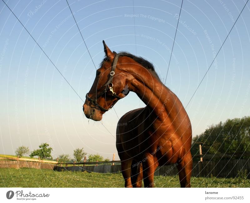 phönix 1 Pferd Weide Wiese Halfter Fressen Bauernhof Landwirtschaft Marionette Tier Nutztier Gras Säugetier braun Natur Ferne Himmel Kabel Nähgarn Freiheit