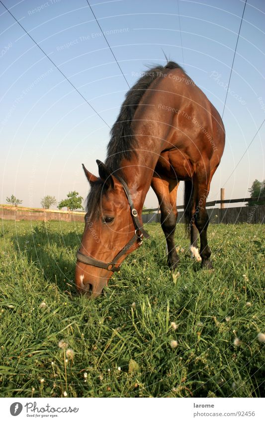 phönix 2 Pferd Weide Wiese Halfter Fressen Bauernhof Landwirtschaft Marionette Tier Nutztier Gras Säugetier braun Natur Ferne Himmel Kabel Nähgarn Freiheit