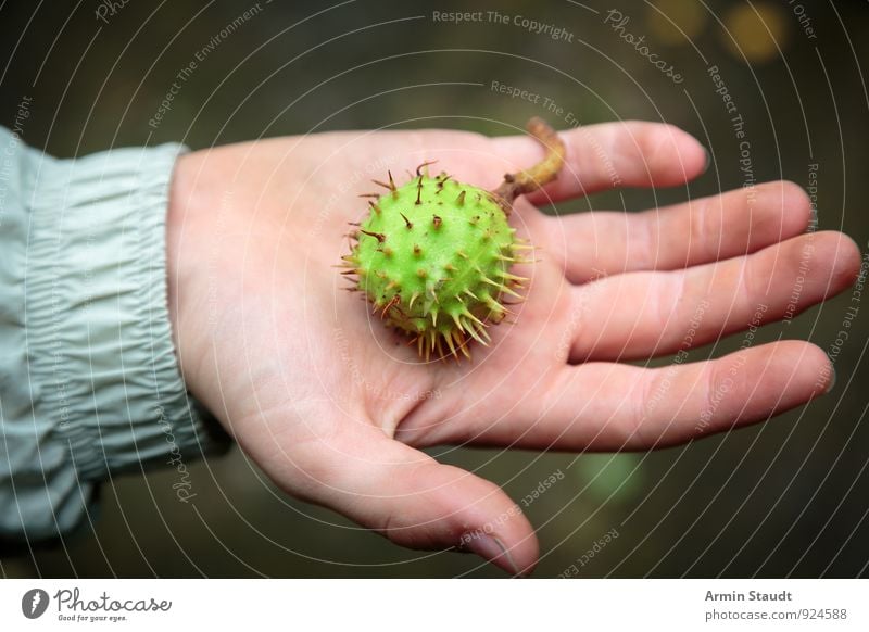 Hand - Kastanie Ernährung 1 Mensch Natur authentisch grün Stimmung Erholung Freizeit & Hobby geheimnisvoll Stolz Umwelt Sammlung Frucht Schalenfrucht Stachel