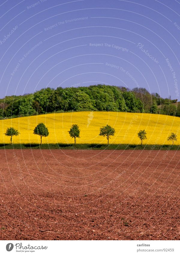 und noch'n Rapsfeld ... braun grün Baum Wald dunkelgrün Hügel Frühling Erde Himmel Landschaft Ackerbau Brachland Menschenleer Textfreiraum oben