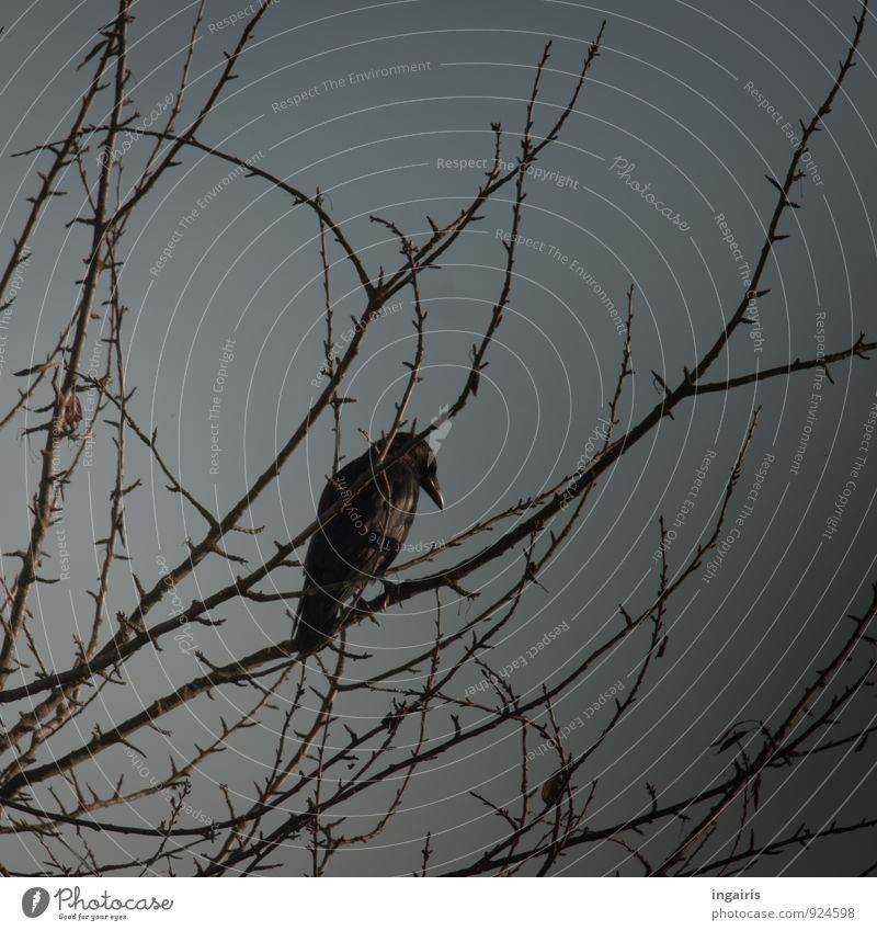 Achtsam Umwelt Himmel Herbst Winter Baum Tier Vogel Krähe Rabenvögel 1 beobachten hocken Blick sitzen dunkel kalt oben klug blau grau schwarz Stimmung Natur