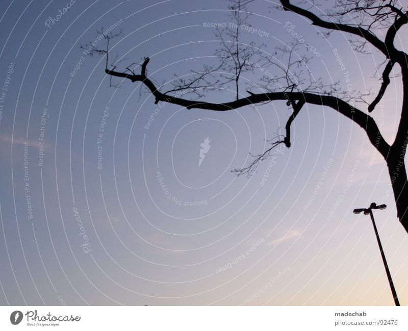 ...UND DER BAUM, DER GROSSE Dämmerung Baum Laterne Lampe Symbiose Einsamkeit verloren vergleichen böse Himmel Trauer Verzweiflung Schönes Wetter blau Ast