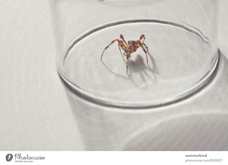 Ich glaub ich... Tier Wildtier Spinne 1 beobachten krabbeln weiß Arachnophobie Angst Platzangst gefangen Gefängnis Glas Spinnenbeine Monster Mut braun grau