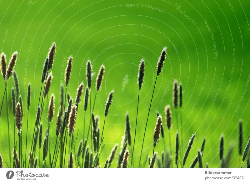 Am Wegesrand Feld Wegrand Frühling grün springen Gras field Wege & Pfade by the wayside Getreide grass