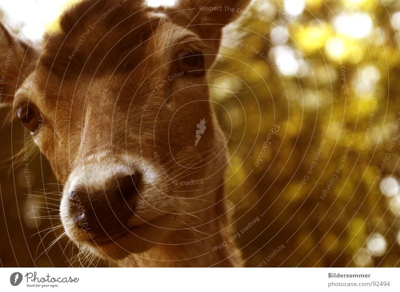 Achtung Wild! Tier Wildtier braun Reh Hirsche Schnauze hart Säugetier rehbock animal deer roebuck stag venison Sepia wildlife Farbfoto Außenaufnahme