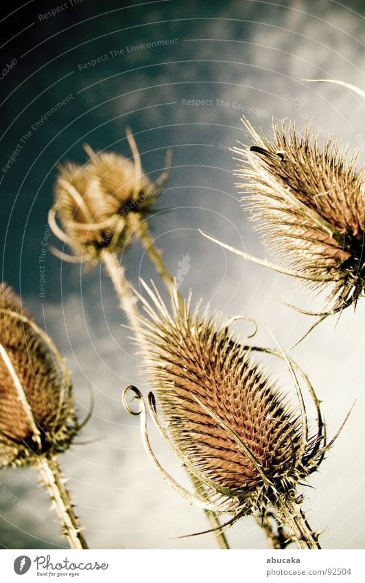 Needled Dorn stechen Pflanze Distel Natur Schmerz Pieksen Himmel Stachel