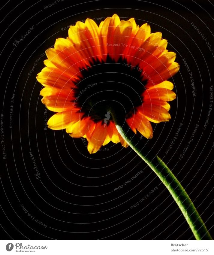 Abschied Blume Traurigkeit dunkel schwarz Hoffnung Trauer Tod Verzweiflung Vergänglichkeit Gerbera Sonnenblume Abendsonne vermissen weil er lacht weil er lebt