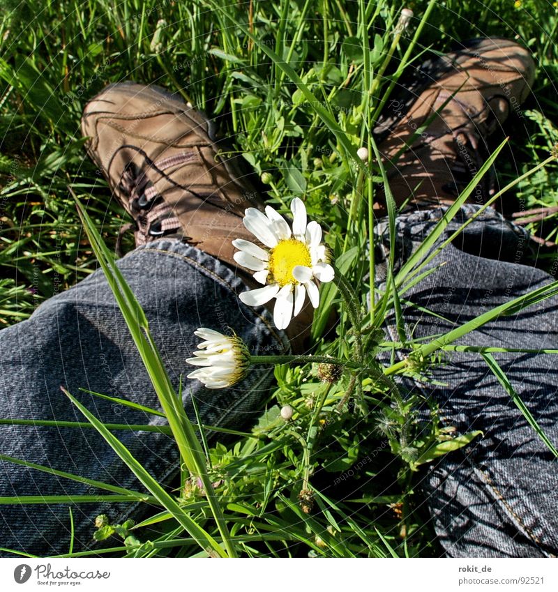 Durchwachsen ruhen Pause durchdrehen Erholung Wiese Gras grün Blume Gänseblümchen durchwachsen Schuhe Hose Wanderschuhe weiß gelb schwarz Frühling Angst Panik