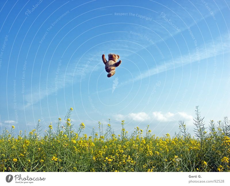 den letzten beissen die Hunde hochwerfen springen Teddybär Spielzeug Hand Raps Rapsfeld mehrfarbig gelb braun Wolken Sommertag Phantomschmerz Behinderte Freude