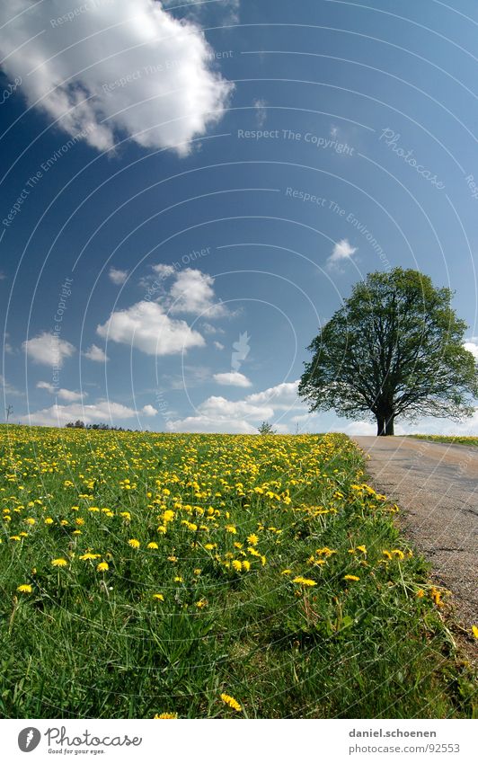 der Weg Wiese Baum Frühling Sommer schön grün gelb Löwenzahn Himmel Wege & Pfade Straße blau Wolkenhimmel