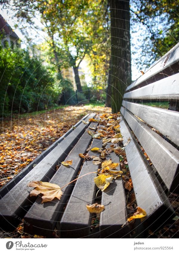 lange bank. ruhig Umwelt Natur Pflanze Herbst Schönes Wetter Baum Blatt Park Menschenleer Wege & Pfade sitzen gelb gold orange Romantik Design Erholung Idylle