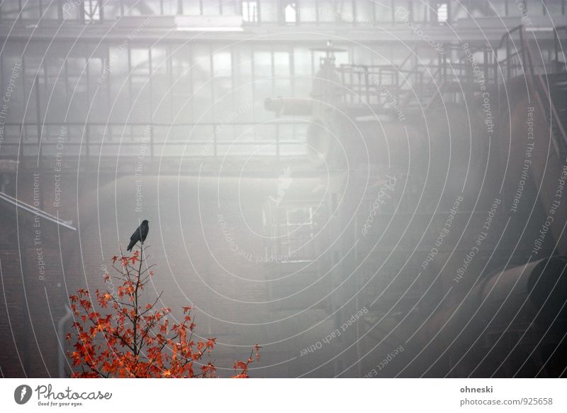 Early Bird Herbst Nebel Baum Ruhrgebiet Bochum Industrieanlage Jahrhunderthalle Vogel 1 Tier alt Krise stagnierend Farbfoto Gedeckte Farben Außenaufnahme